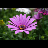 Live in care Profile - 20482