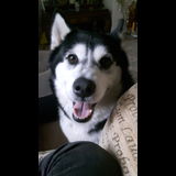Live in care Profile - 26636