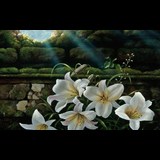 Live in care Profile - 23735