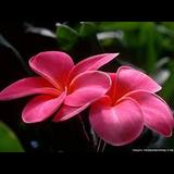 Live in care Profile - 11273