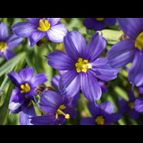 Live in care Profile - 14555